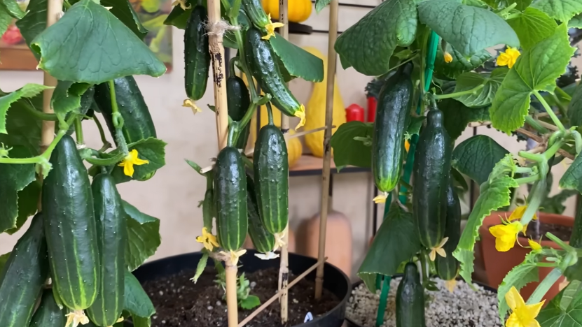 Мартовский урожай - пока соседи платят 300₽ за безвкусное, я снимаю свое