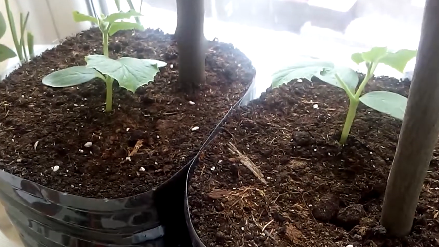Рассада огурцов