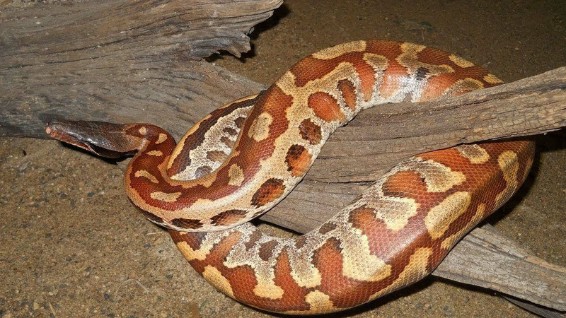 Знакомьтесь, это короткохвостый питон. И да, он может стать вашим лучшим другом!