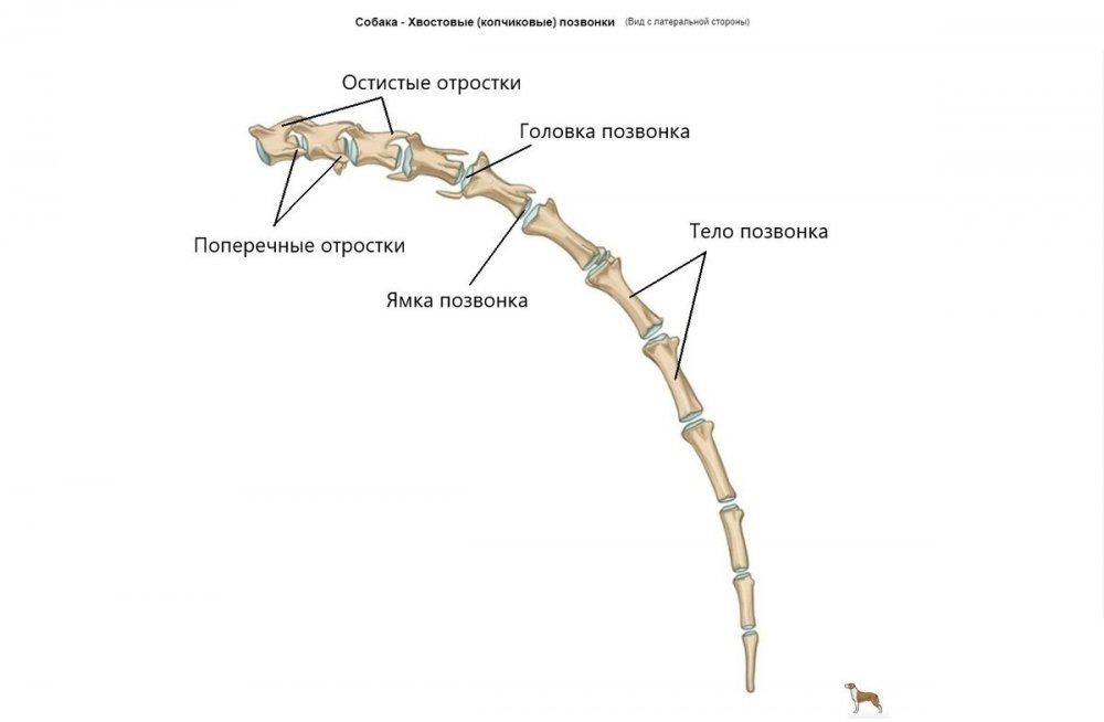 Фото: dogexpert.ru