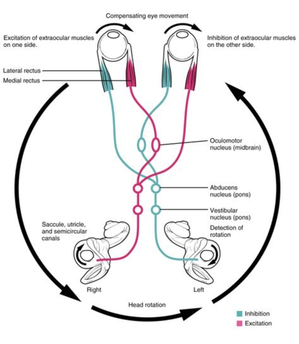 Схема влияния вестибулярного аппарата на глазодвигательную мускулатуру