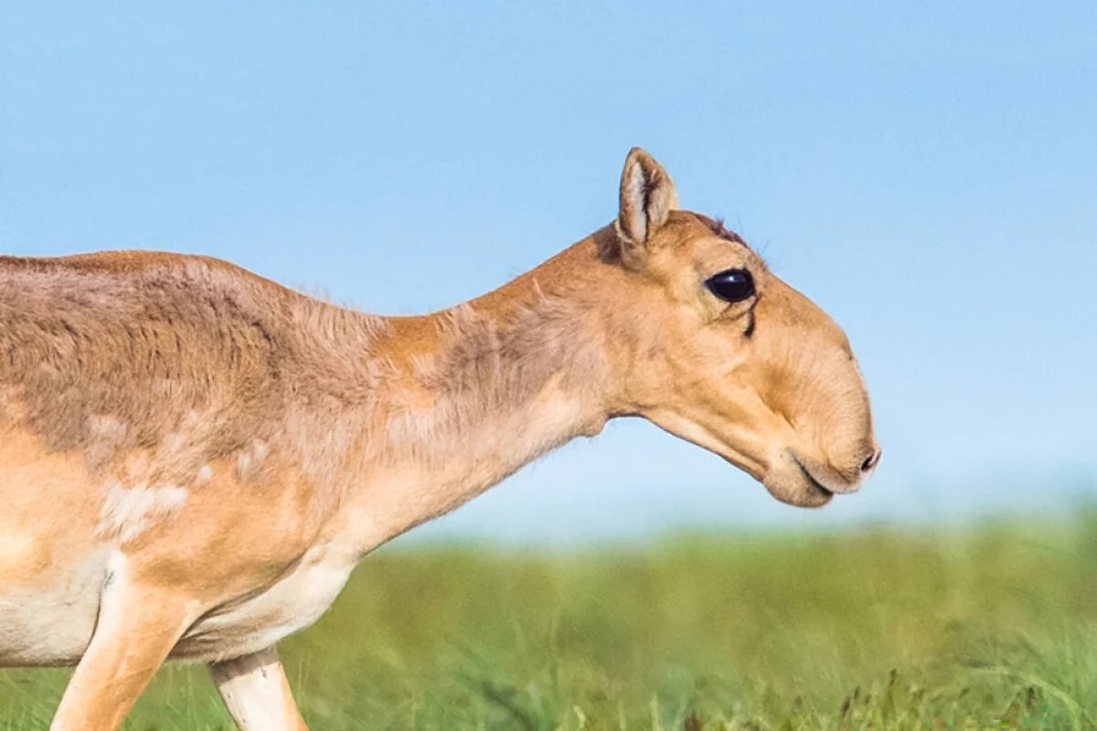    Нашествие сайгаков. Саратовским аграриям выплатят 120 млн рублей