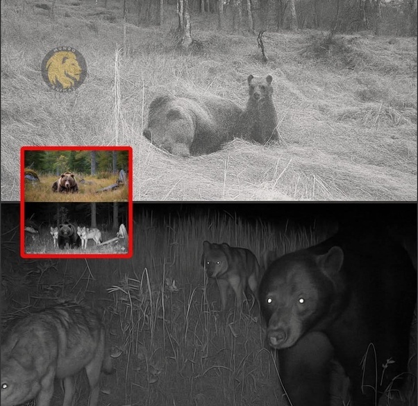 Свой среди чужих