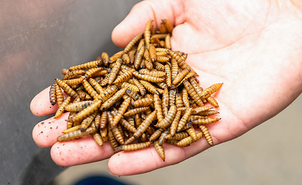 А вот и главные «работники» — личинки. Не пугайтесь, они совершенно безобидны и очень полезны!