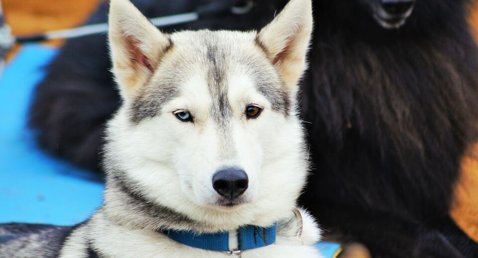    Драйленд «По следам желтых листьев» 2014 / Медиасток.рф