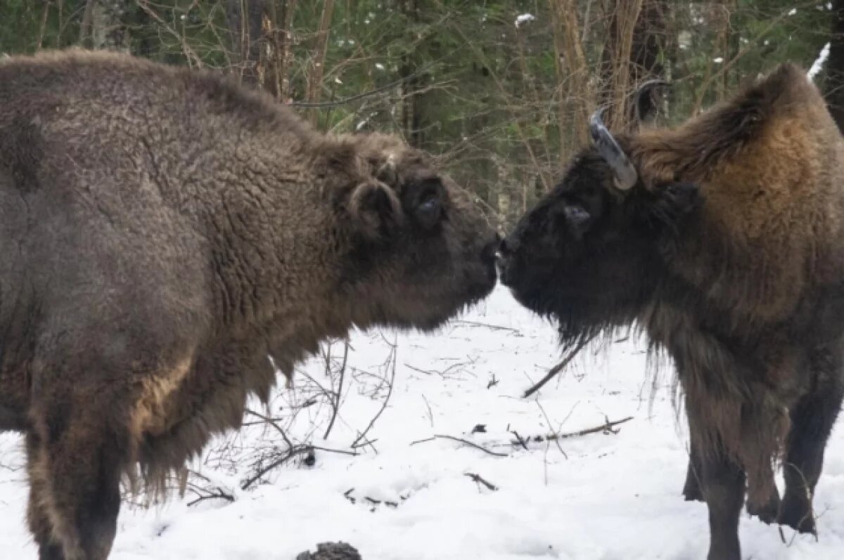    В калужском заповеднике встретили международный День зубра