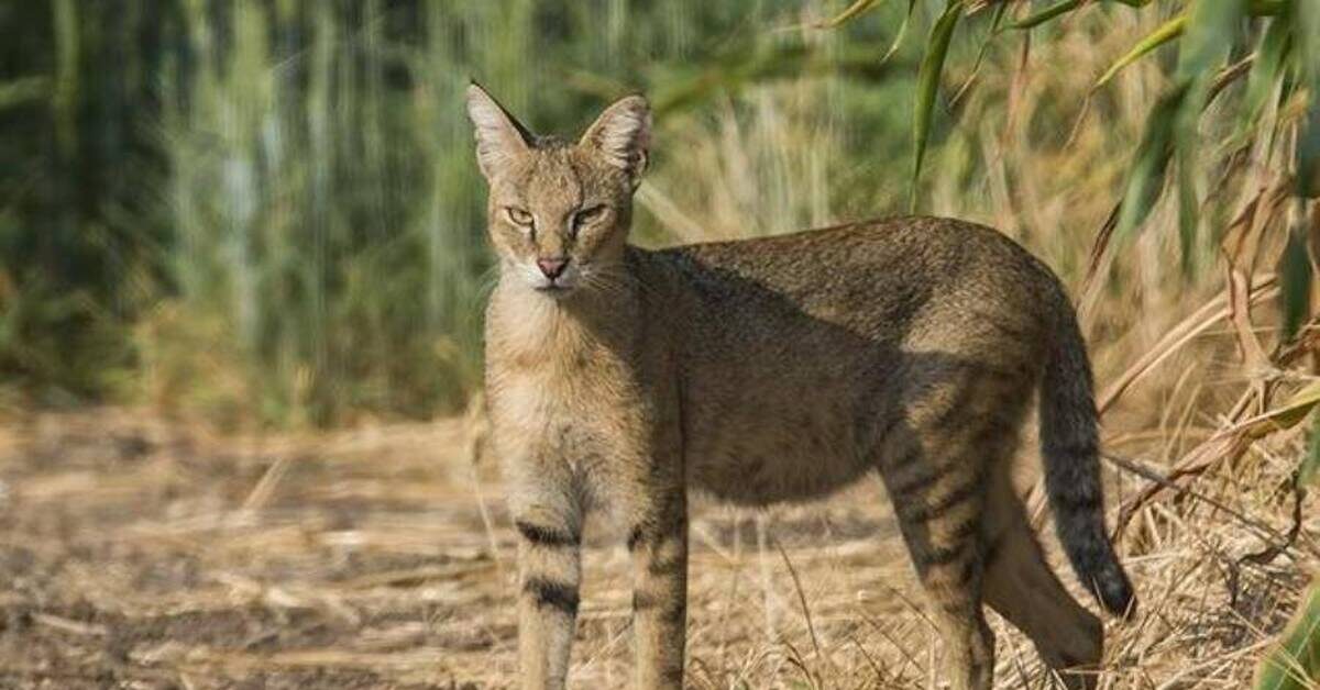 Камышовый кот, также известный как хаус – дикое животное, которое часто остается незамеченным среди своих более знаменитых собратьев, таких как лев или тигр. 