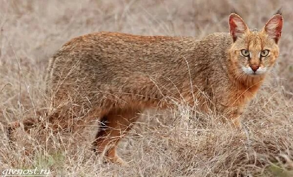 Камышовый кот – среднего размера животное, похожее на домашнюю кошку, но с вытянутым телом, длинными ногами и кисточками на ушах.