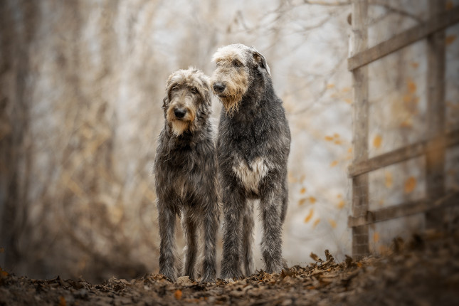 Источник: https://irishwolfhound.dog