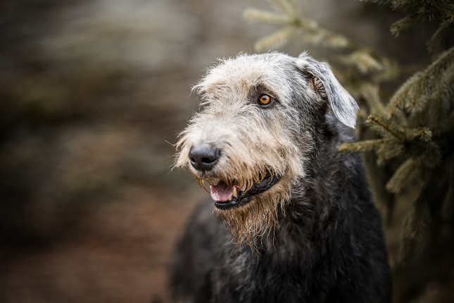 Источник: https://irishwolfhound.dog