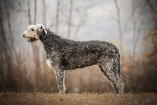 Источник: https://irishwolfhound.dog
