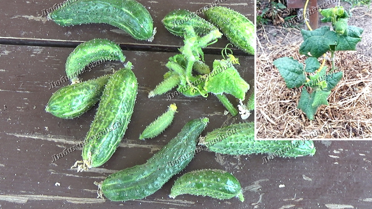 Недостаток бора на листьях и плодах огурцов