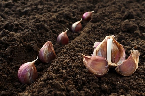 Источник фото shutterstock.com