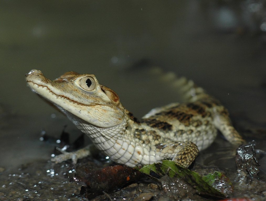 Вот он, будущий король вашего акватеррариума. Пока еще малыш, но уже с характером хищника!