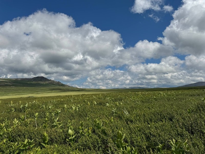 Алтай, где-то на хребте Иолго