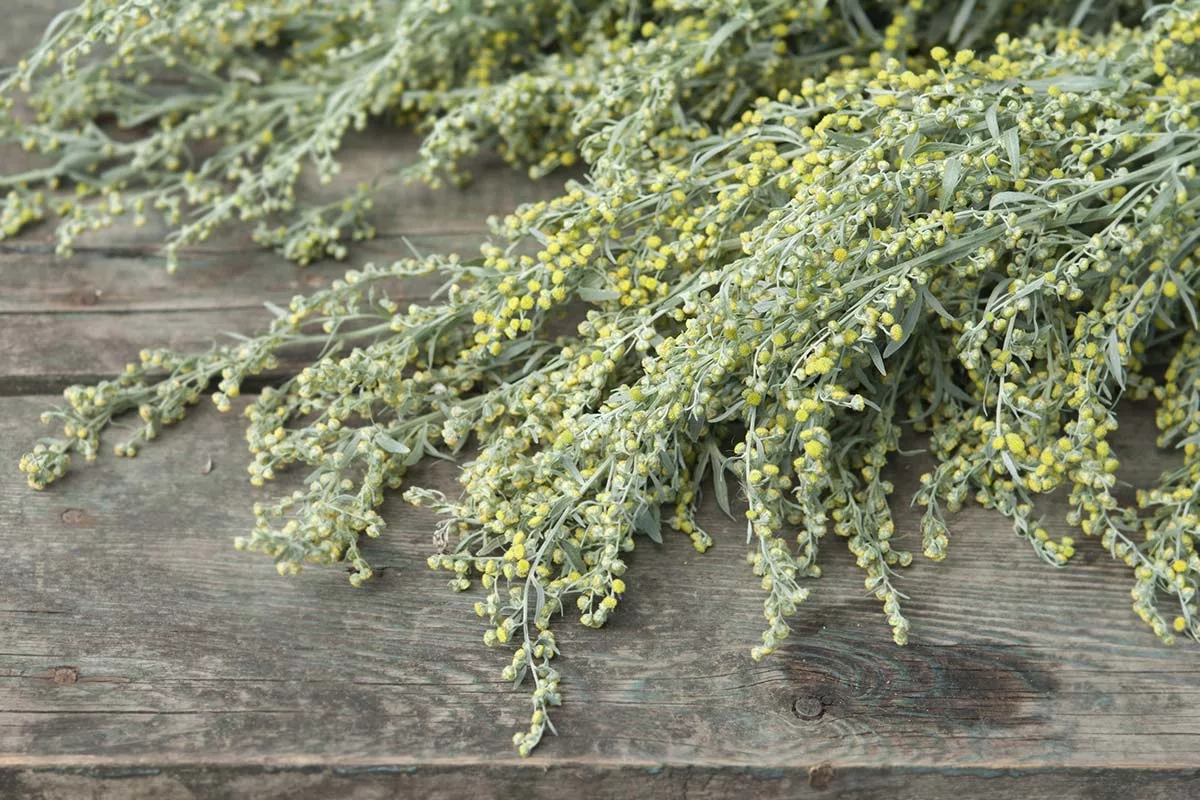 Полынь. Составляющая средства от паразитов, содержится сушеной в капсулах.