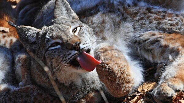    © Sputnik / Виталий Аньков