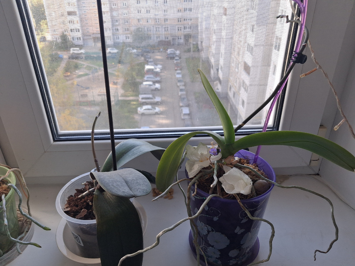 Мои орхидеи с цветоносами. Фото автора. 