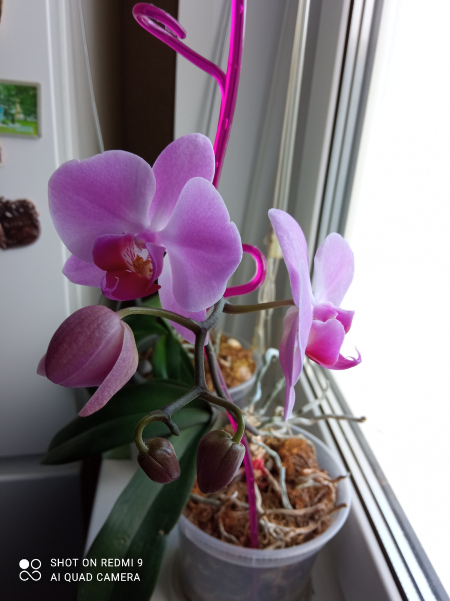 Одна из моих орхидей цветет. Фото автора. 