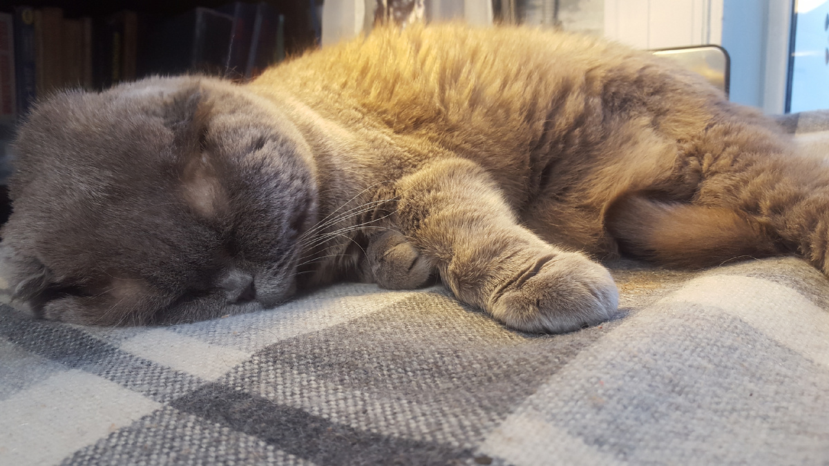 Страхование домашних животных