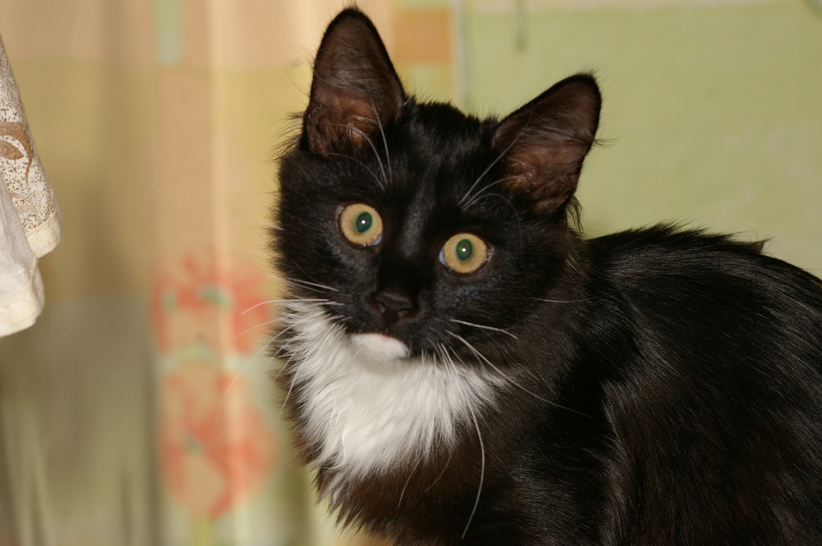 Страхование домашних животных