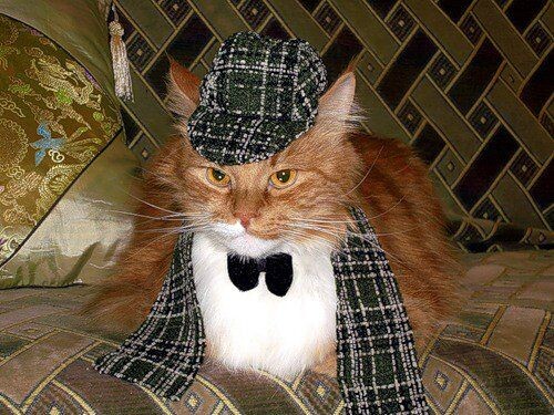 Знакомьтесь, это Шерлок Холмс. Он уже ведет свое расследование.