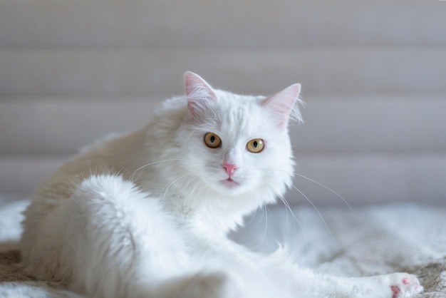 Ее Величество Снежная Королева.