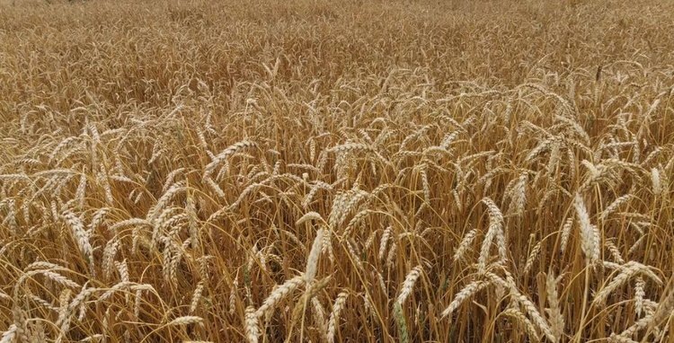    Фото: Лукьянов Дмитрий, AgroXXI.ru