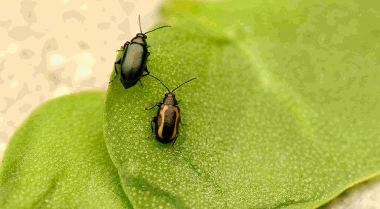    Фото: Renaissance Bioscience