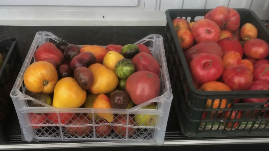 Выкинул 10 пачек семян томатов перед новым сезоном. Любаша F1 плодоносит до морозов