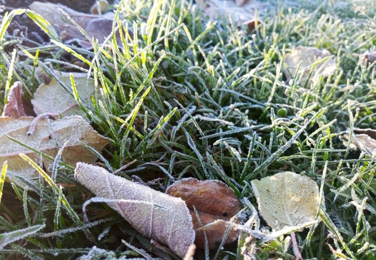    О заморозках в Псковской области предупредил Гидрометцентр