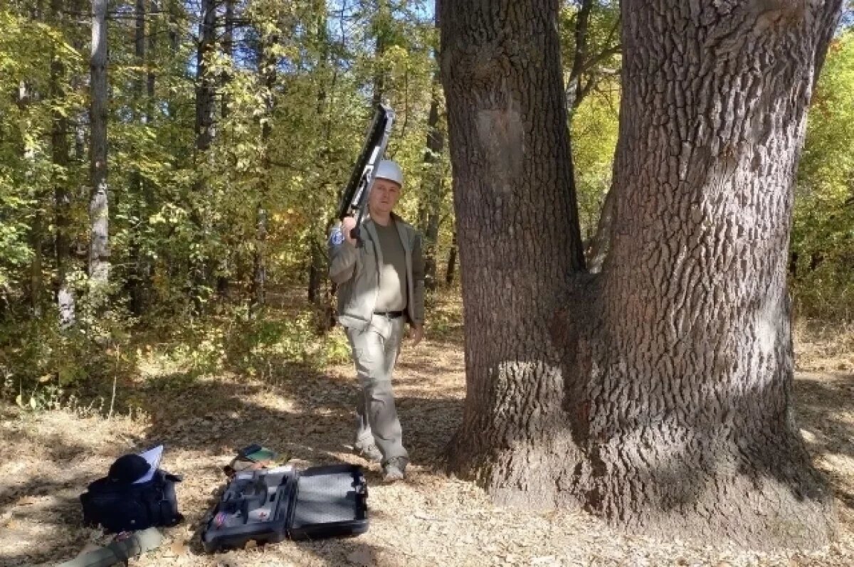    Дуб-великан в Тинь-Зине Энгельса взяли под опеку эковолонтеры