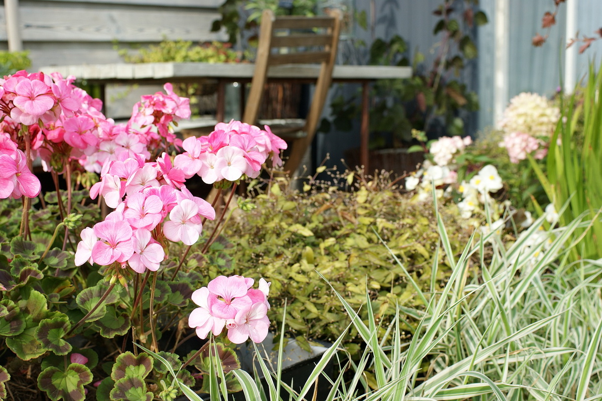 Зональная пеларгония на террасе. 