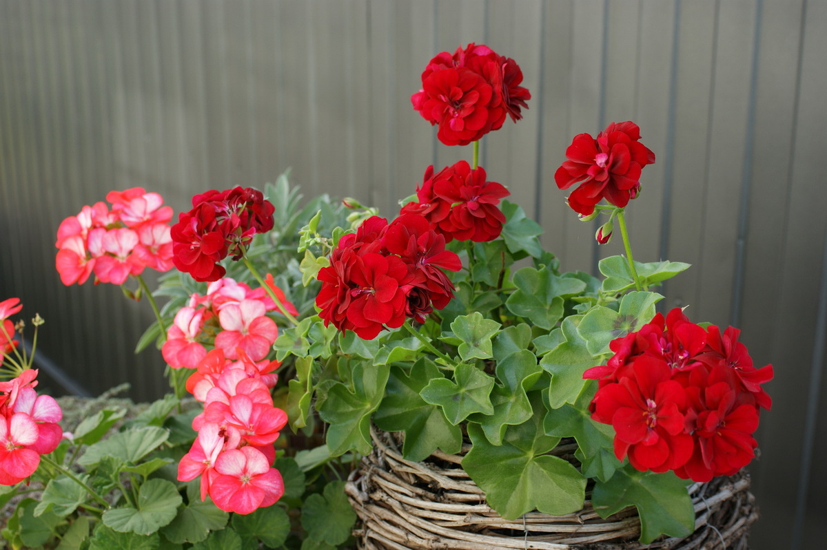 Пеларгонии моего контейнерного садика. 