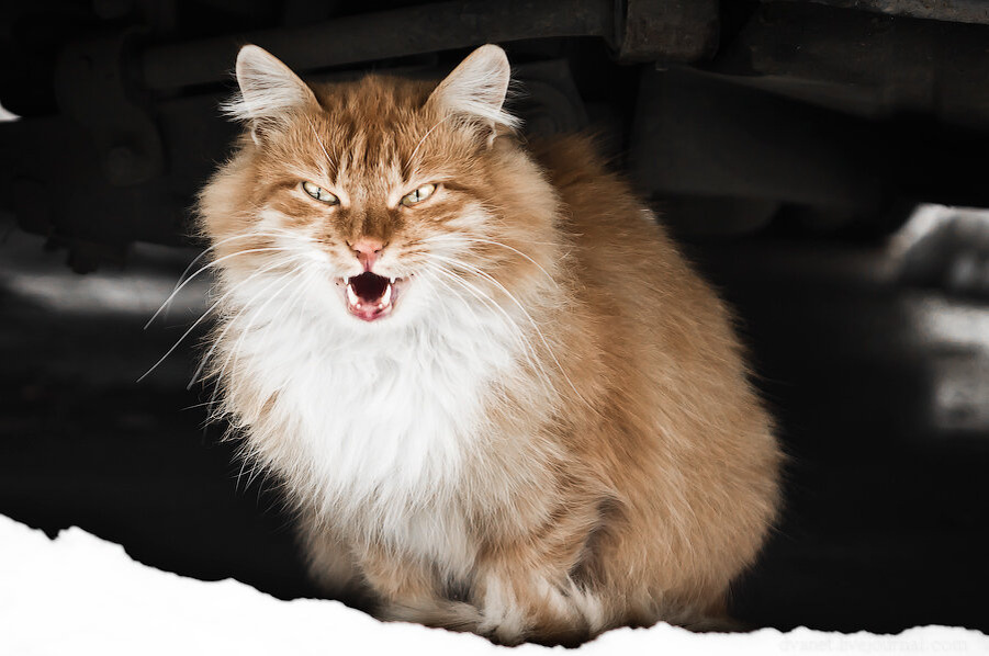 Его величество Барон.