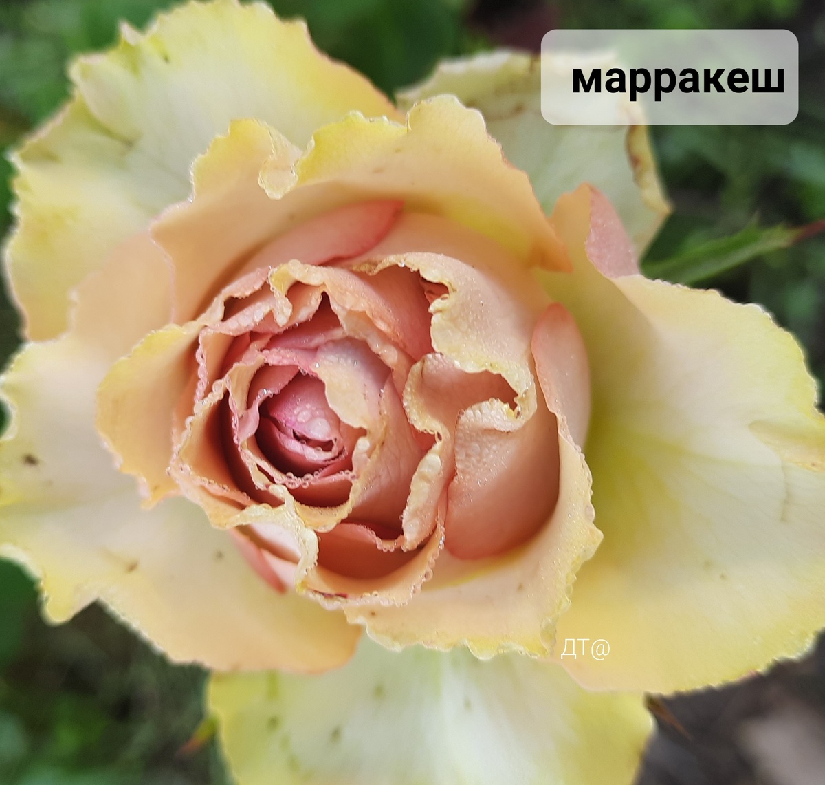 Первый цветок