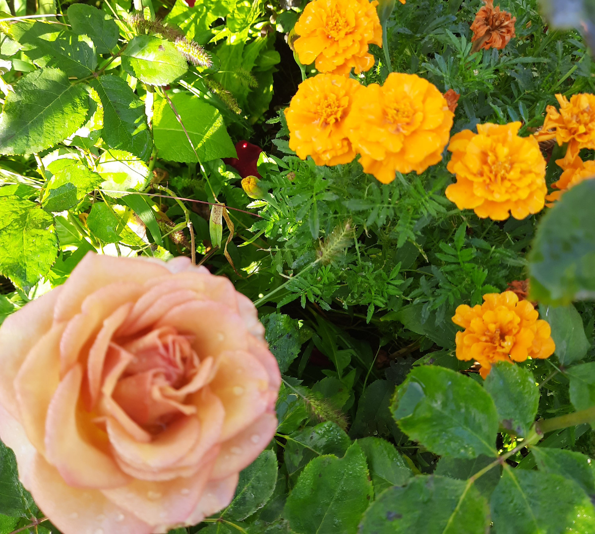 Вот так выглядела во вторую волну, чуть ярче