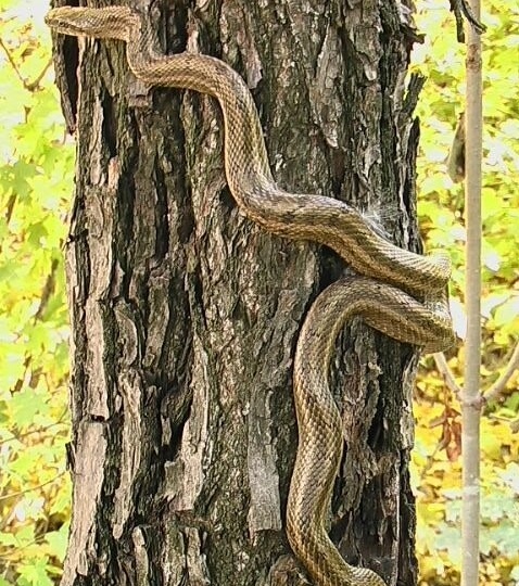 Кто встретился нам в кубанском хуторе по дороге? Желтобрюх или желтопуз? В чем разница между ними?