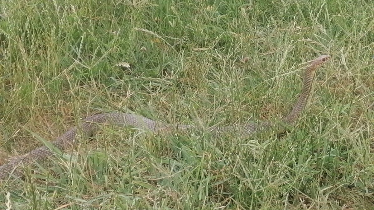 Вот она, красотка, а может, это он красавец. Фото автора.