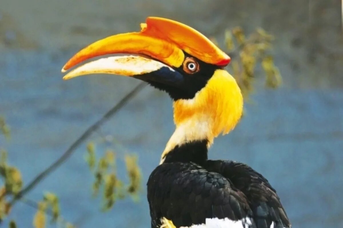    Сбежавший из Ленинградского зоопарка калао Шанти пережил ночь