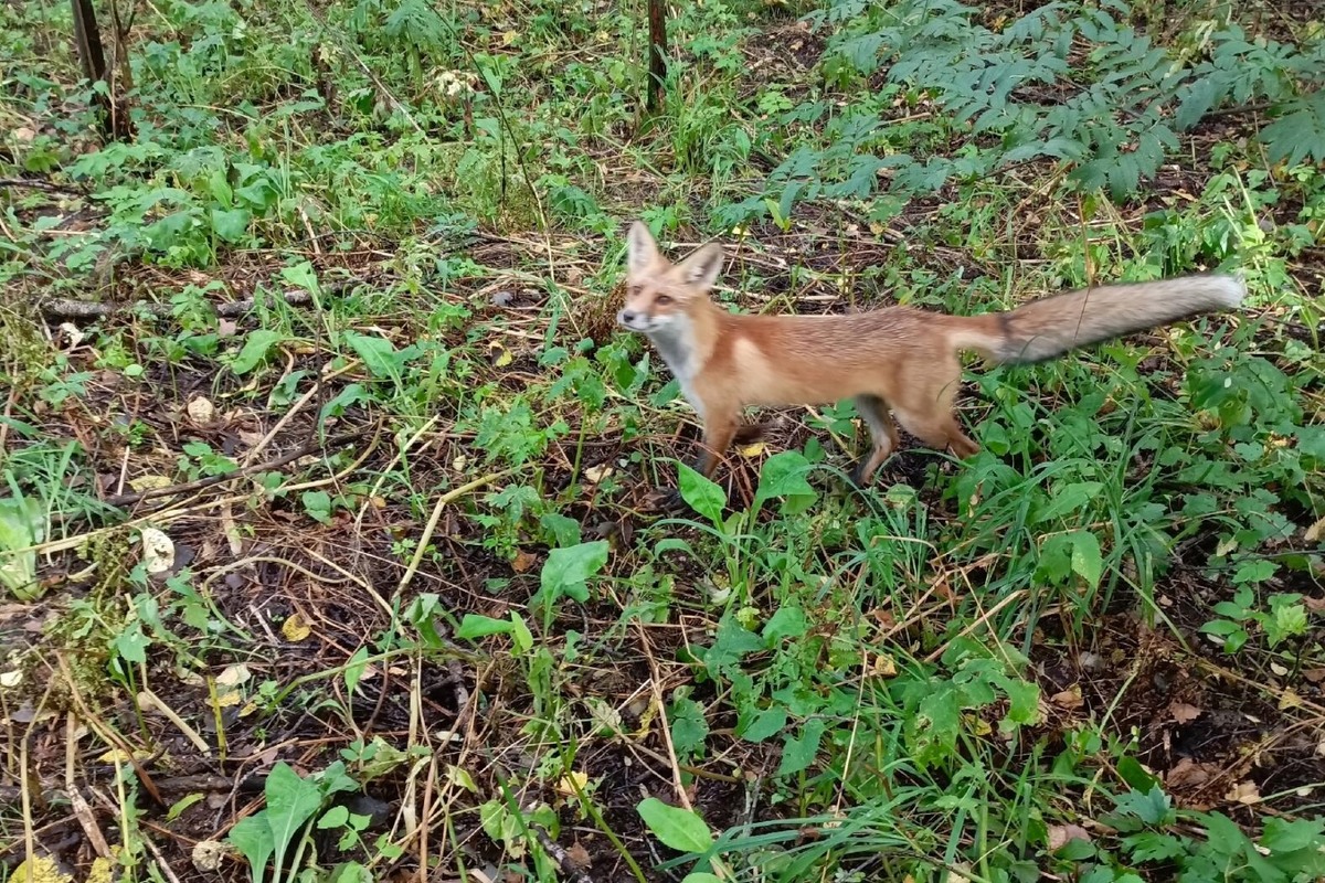    Фото: У нас на Шлюзе \ ВКонтакте