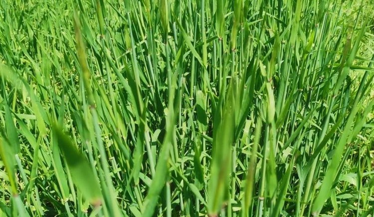    Фото: Лукьянов Дмитрий, AgroXXI.ru