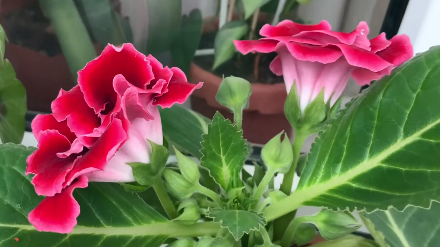 Укладываю комнатную глоксинию спать в октябре за 3 шага. Бутоны зимой — не приговор