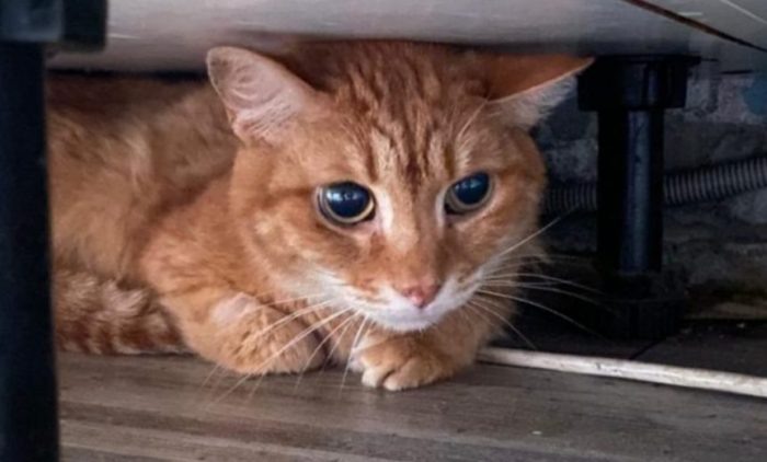 Фото предоставлено новой семьёй кота Сени.