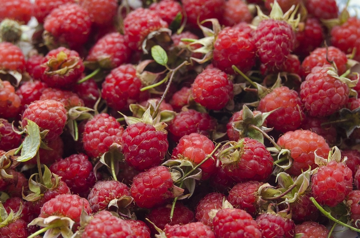    Швыряю 2 горсти под куст малины в начале октября: собираю 3 мешка медовых ягод с куста летом