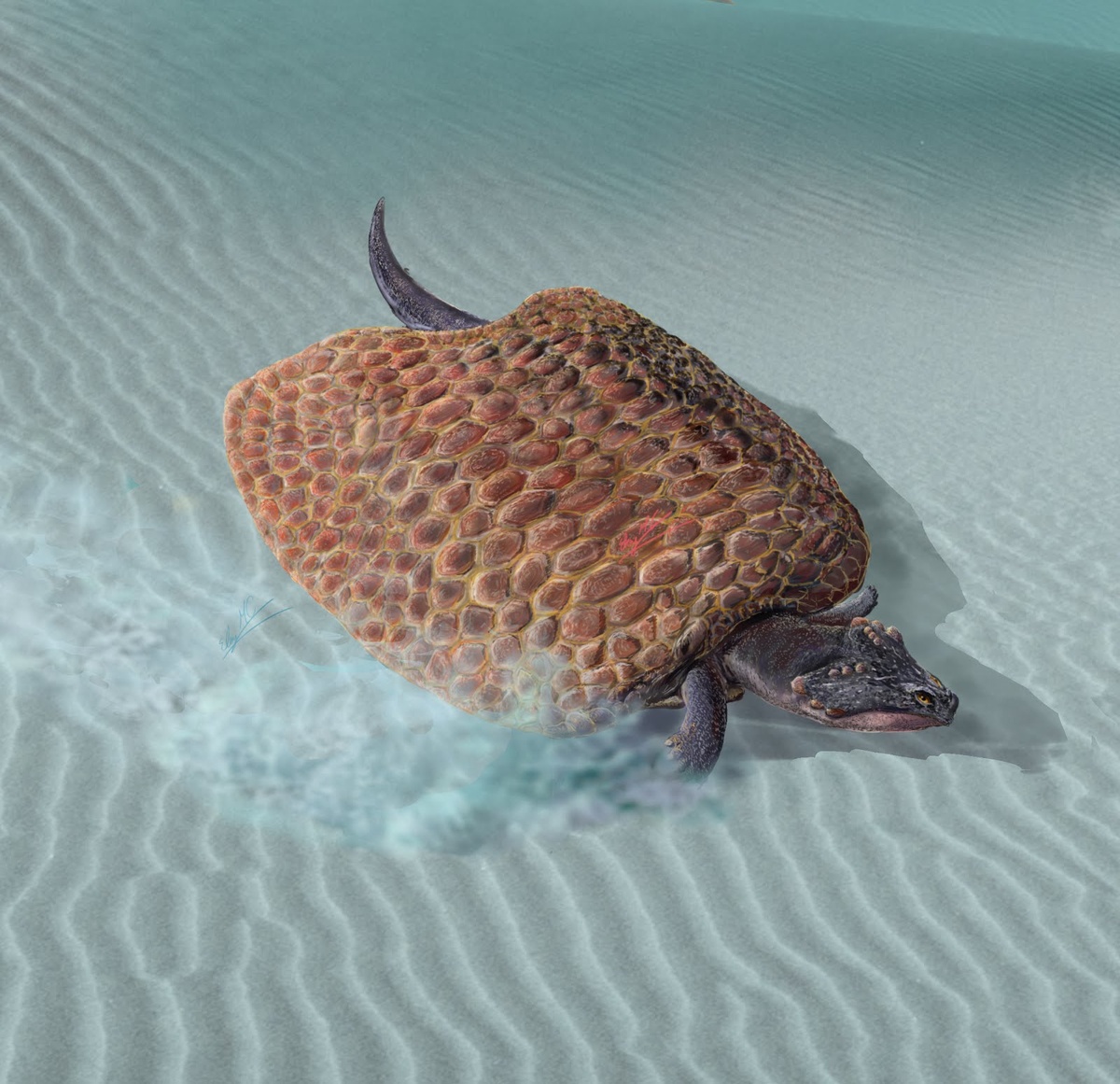 Парахенод, иллюстрация.