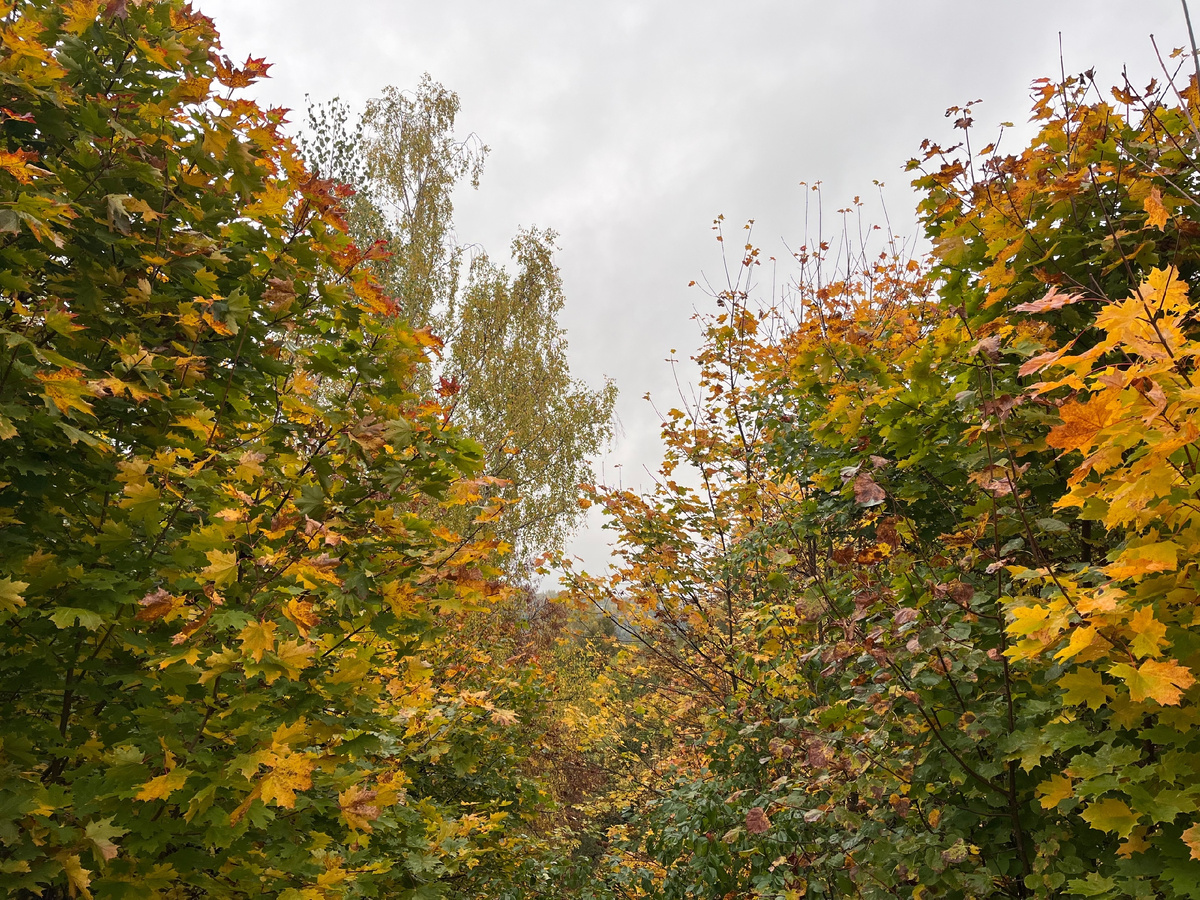 Осень в Плёсе