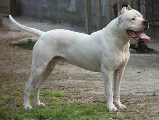 Аргентинский дог – крупная собака с гармоничным и мощным телосложением, излучающая силу и благородство.