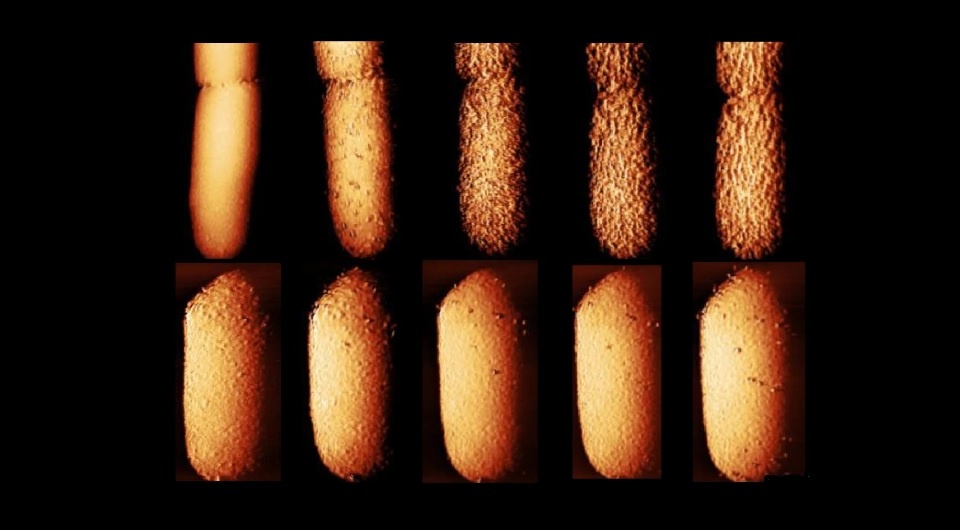   Borrelli et al. / Nature Microbiology, 2025