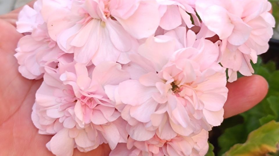 Список черенков